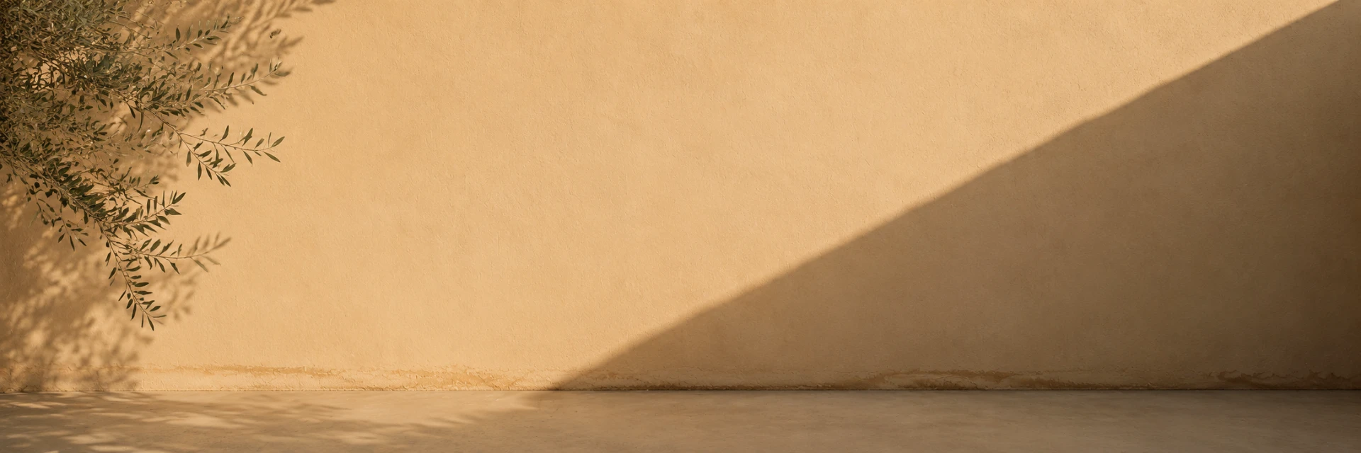 Sunlit plaster wall with olive branches casting soft shadows in warm afternoon light